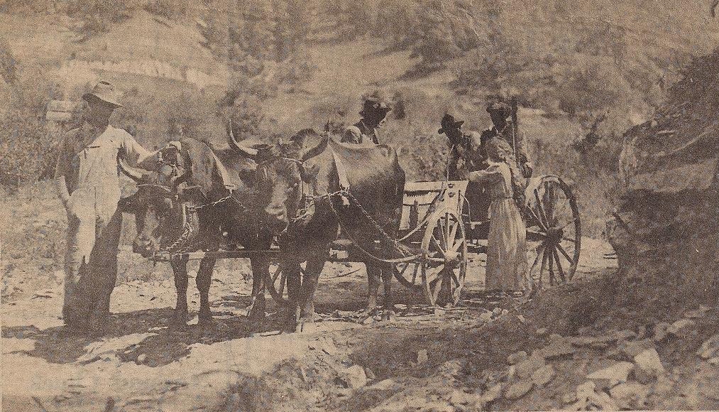 Oxen wagon 1915 Howard Gap Oxen and Wagon